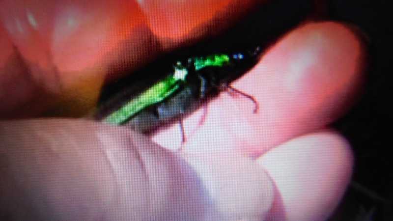 topimage