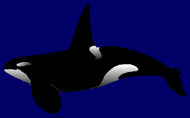 orca(male)