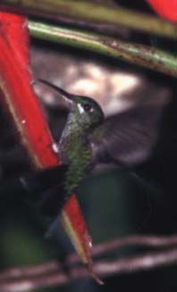 コスタリカのハチドリ