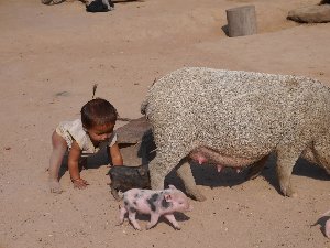 赤ちゃん同志？豚さんとも共生（カンマイ村）