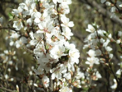 写真：花2