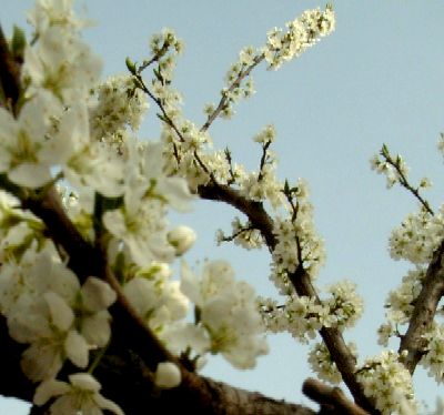 写真：梅の花